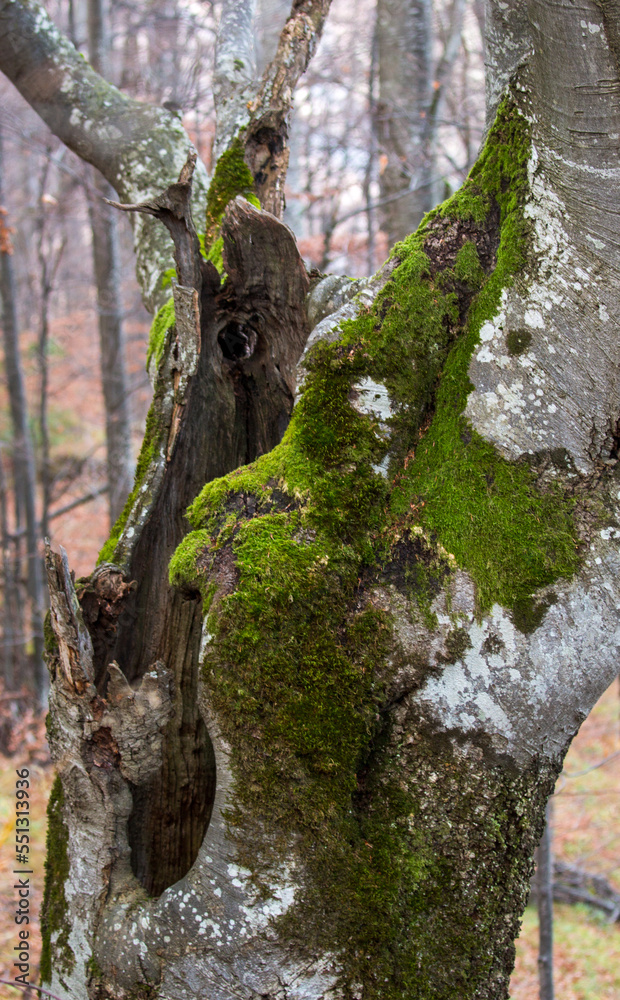 Obraz premium Autumn colors