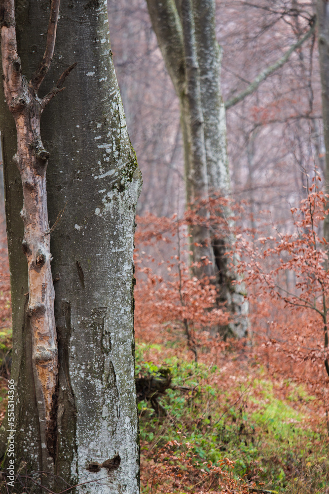 Autumn colors