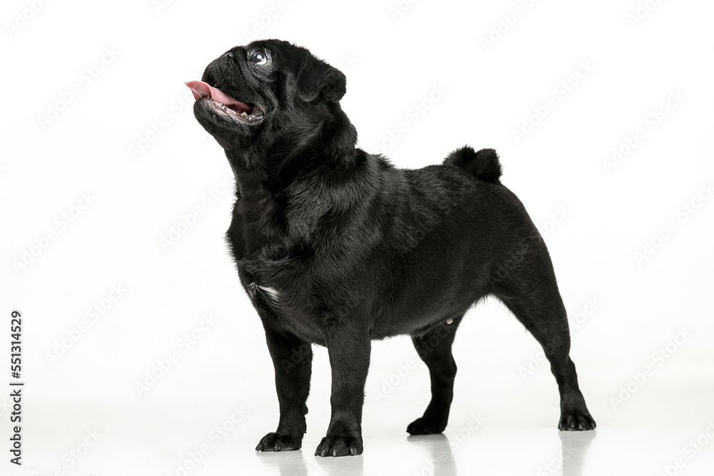 Obraz premium Black pug on a uniform background