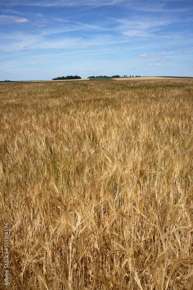 Wheat field - Walking trail between La ferte-sous-Jouarre et Orly-sur-Morin along the petit morin river -  Seine-et-Marne - Île-de-France - France