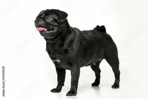 Fototapeta Naklejka Na Ścianę i Meble -  Black pug on a uniform background