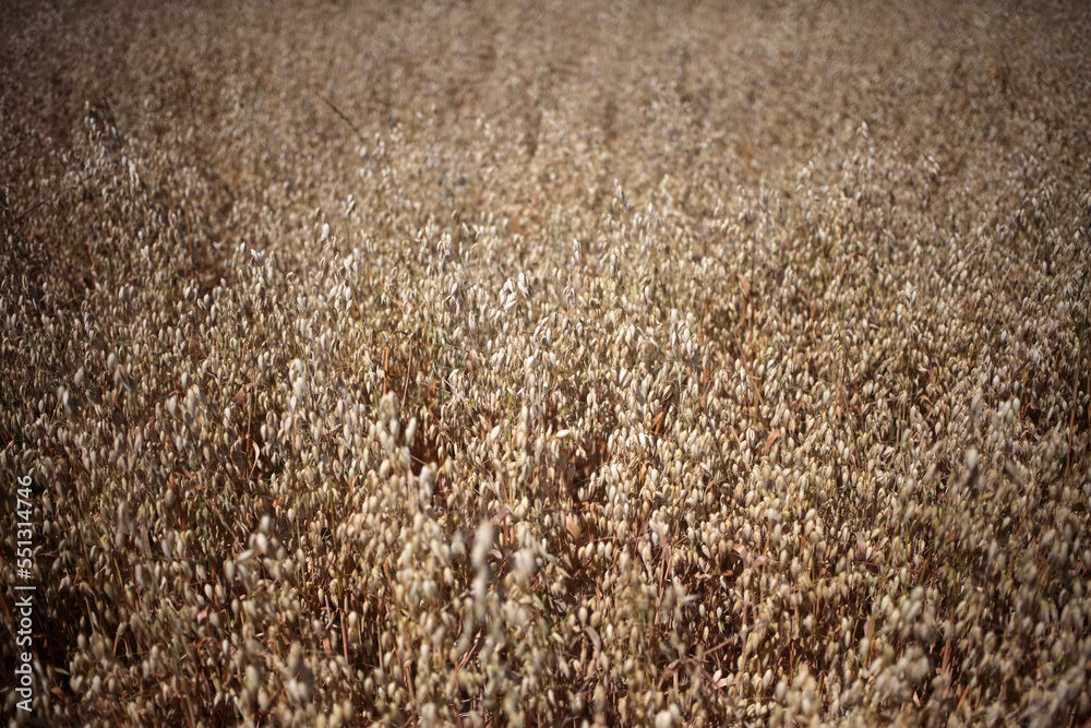Fototapeta premium Wheat field - Walking trail between La ferte-sous-Jouarre et Orly-sur-Morin along the petit morin river - Seine-et-Marne - Île-de-France - France