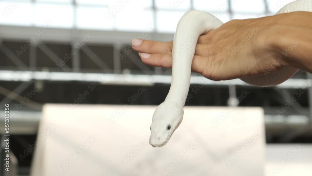 A snake tamer at the circus holds a white snake in his hand, details
A snake tamer at the circus holds a white snake in his hand, details