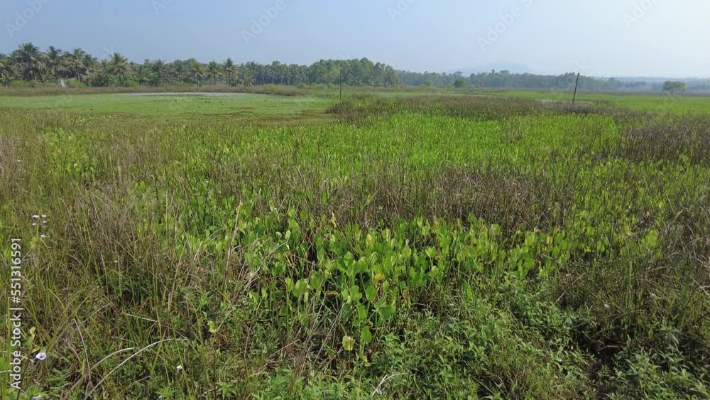 Punchakkari wetlands and bird watching area in Thiruvananthapuram, Kerala