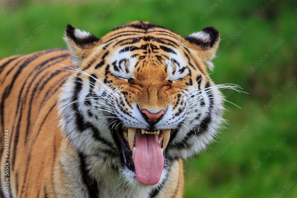 male Siberian tiger (Panthera tigris tigris) grinning madly like he's slicing a lemon male Siberian tiger (Panthera tigris tigris) grinning madly like he's slicing a lemon