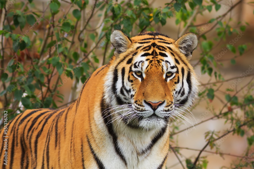 male Siberian tiger (Panthera tigris tigris) orange with black stripes