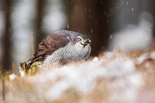 female The northern goshawk Accipiter with prey in the winter forest