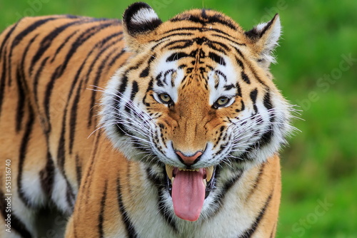 male Siberian tiger  Panthera tigris tigris  It s funny about the grimace.
