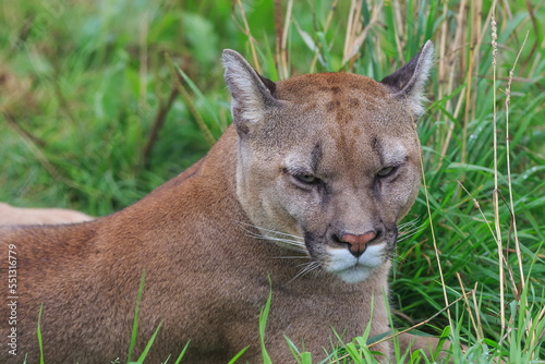 close up Cougar (Puma concolor), puma, mountain lion, panther, or catamount rest in the grass