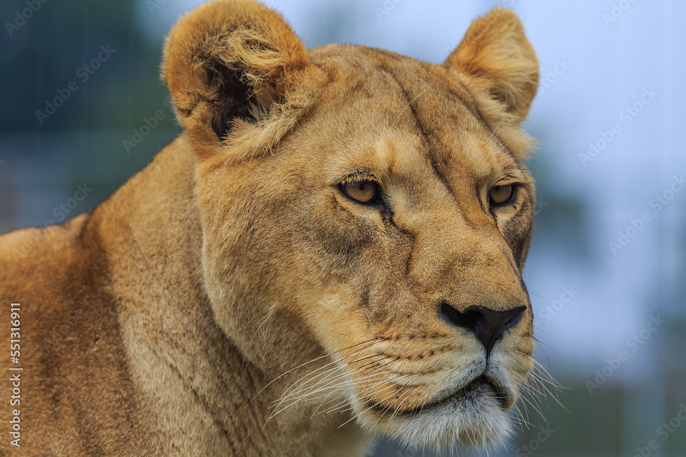 nice and cute young female lioness (Panthera leo) close up portrait nice and cute young female lioness (Panthera leo) close up portrait