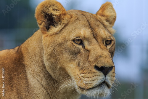nice and cute young female lioness (Panthera leo) close up portrait