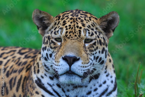 The jaguar (Panthera onca) close up portrait