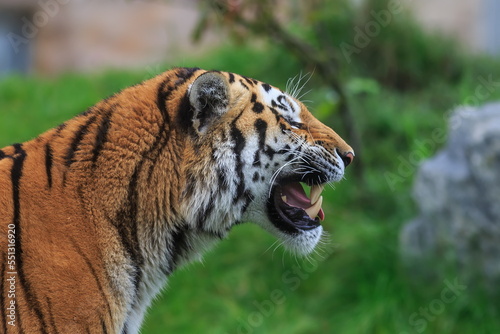 male Siberian tiger  Panthera tigris tigris  close up portrait from side