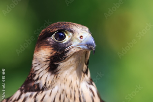 female Peregrine falcon (Falco peregrinus) close up portrait from side