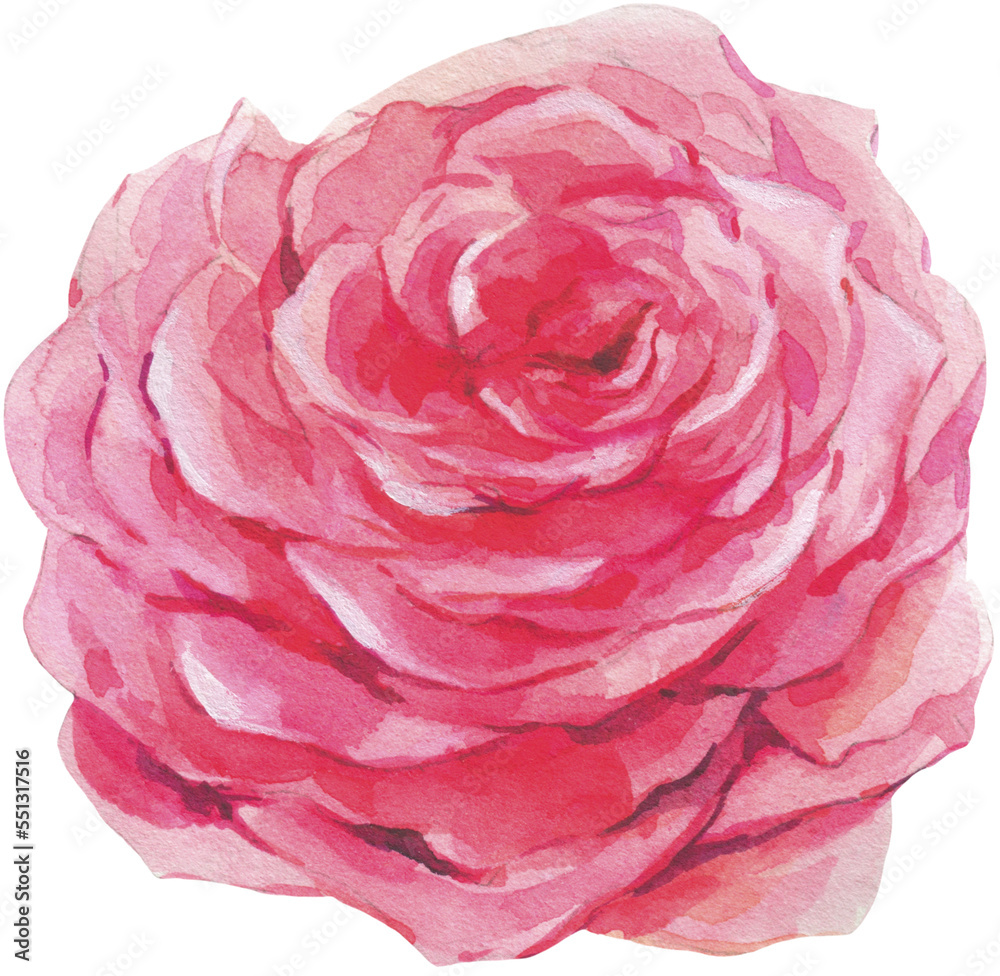 Watercolor pink rose transparent png Watercolor pink rose transparent png