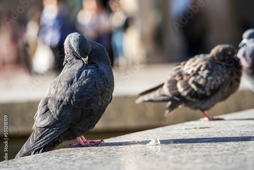 City Pigeon preens close-up. Feral pigeon standing on concrete edge. © salarko