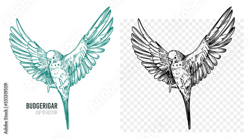 Budgerigar, sketch vector illustration. Editable outline on transparent background