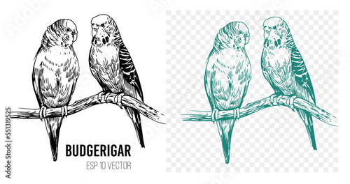 Budgerigar,  sketch vector illustration. Editable outline on transparent background
