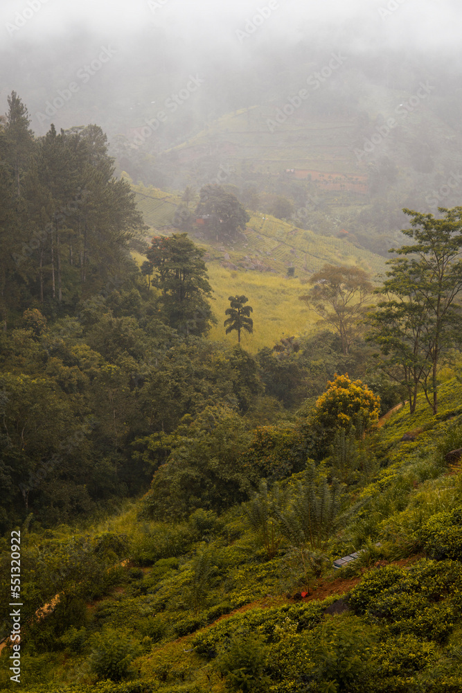 Paisaje verde en Sri Lanka