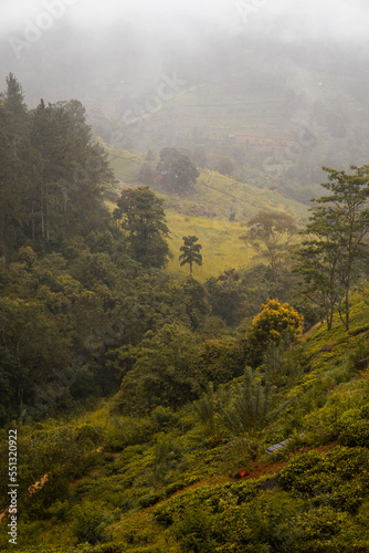 Paisaje verde en Sri Lanka