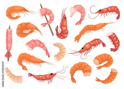 Shrimp or Prawnas Delicious Cooked and Raw Seafood Big Vector Set