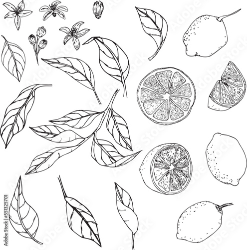 Hand drawn lemon. Vintage lime and lemon fruits with blossom and branches for juice label.