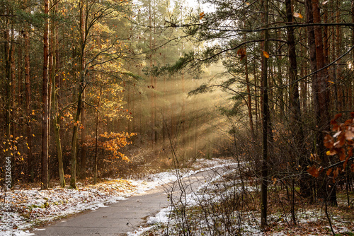 Sonnenstrahlen im Wald