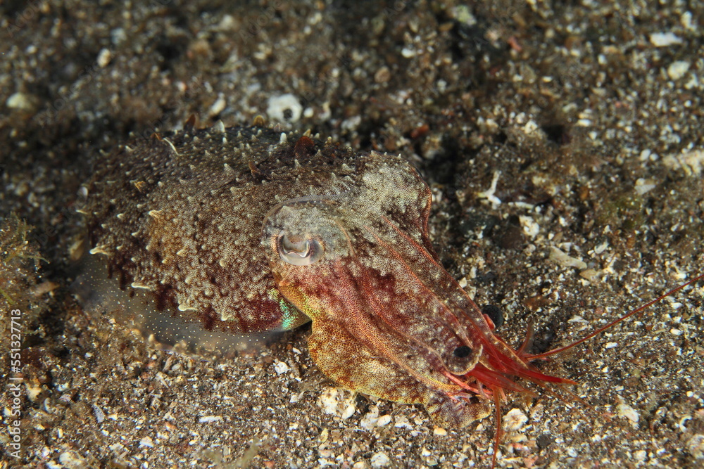a cuttlefish on the sandy bottom, holding in its tentacles a shrimp in its seabed habitat 
