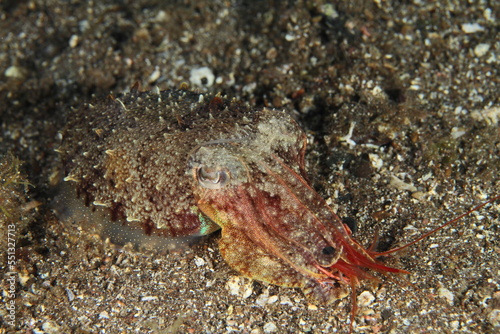 a cuttlefish on the sandy bottom  holding in its tentacles a shrimp in its seabed habitat 