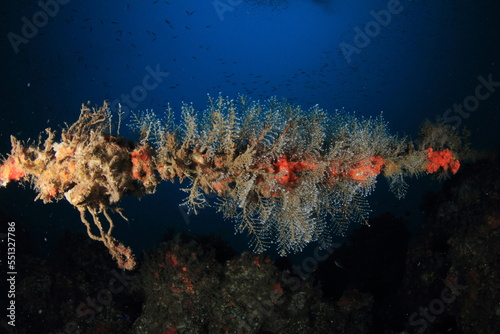 White cnidarians mixed with various types of algae with the blue of the sea and the sun high on the seabed
