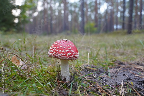 Fliegenpilz