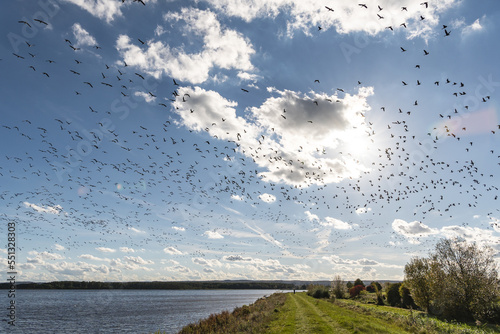 Vogelflug