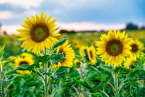 Sonnenblume