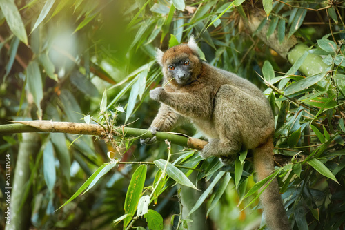
Greater bamboo lemur, Hapalemur simus, one of the world's most critically endangered primates, in dense forest of Ranomafana national park, feeds on bamboo leaves. Lemur conservancy in Madagascar.   photo