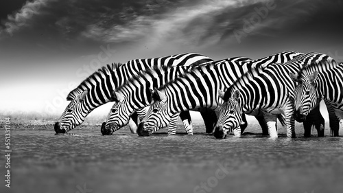Black and white  artistically stylized photograph of zebras with their heads lined up in a row  drinking water from a waterhole. Blurred dark background with tiny clouds. Nxai Pan  Botswana.