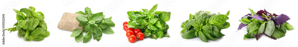 Set of fresh basil isolated on white