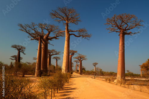 Baobab alley against clear blue sky. Avenue of the baobabs in Madagascar. Traveling Madagascar theme. 