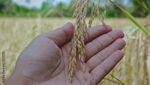 Close up farmer's hand inspected jasmin rice Thailand.