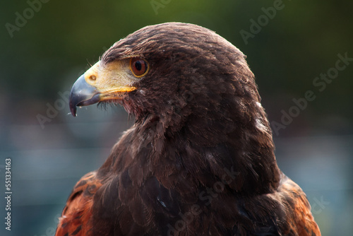 Steinadler