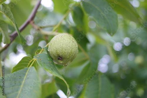 Raindrops on walnut fruits that have been hit by rain