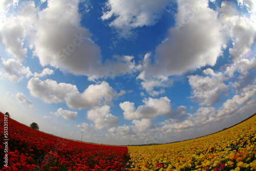 The ranunculus photographed by a lens  Fish eye 