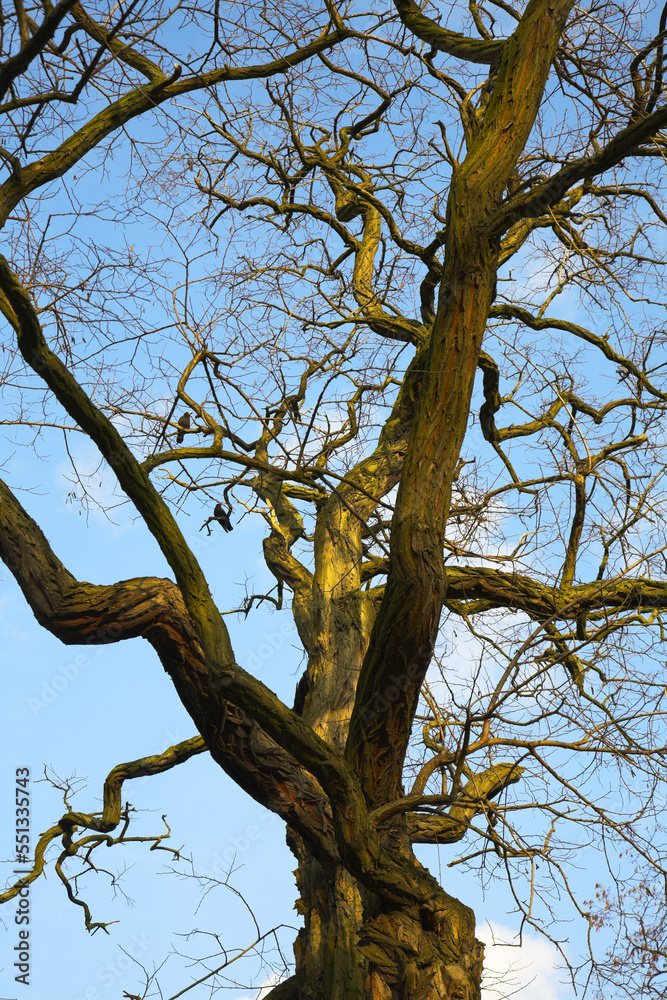 The big tree shined by the sun.