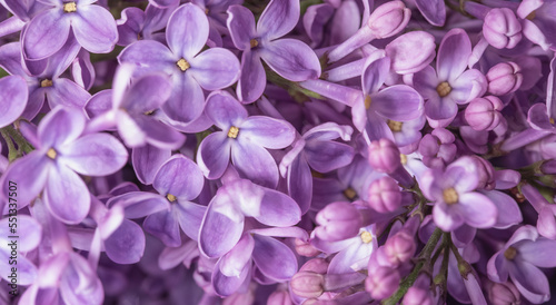 fioletowe kwiaty bzu kwitnące w ogrodzie jako baner, fioletowe tło, purple lilacs © meegi