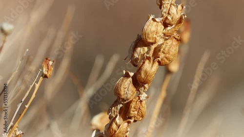 Species of the ecologically important parasitic genus Castilleja leave beautiful brown fruiting remnants, their seeds of the future dispersed here, in the El Paso Mountains, Northern Mojave Desert.