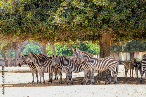 Many zebras under tree in zoological garden