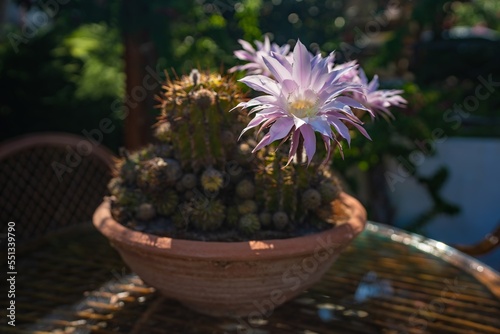 Foto The Selenicereus Grandiflorus is a magnificent cactus plant that, once a year, p