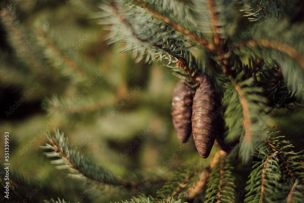 pinecone hanging from the branch close up pinecone hanging from the branch close up