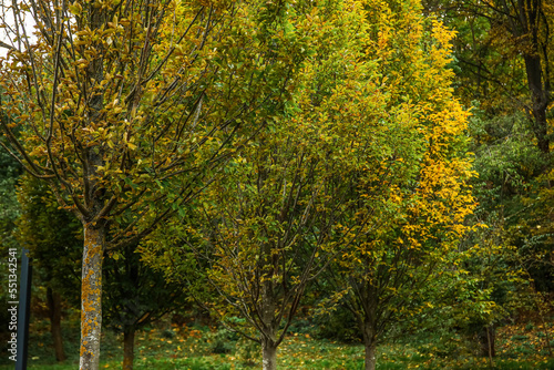 Trees with yellow and green leaves in autumn park
