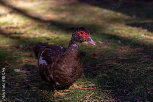 Close up wild Muscovy duck with brown feather and red beak walking on the meadow