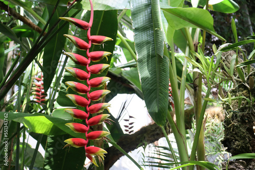 Heliconia rostrata, the hanging lobster claw or false bird of paradise photo